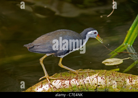 Weißen Brüsten Waterhen Amaurornis Phoenicurus Sri Lanka Stockfoto