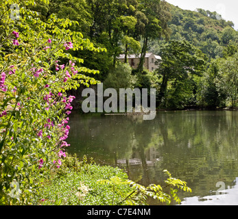 Der Mühlenteich am Fluss Wye am Cressbrook Dale in Derbyshire White Peak Stockfoto