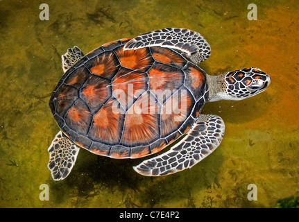 Olive Ridley Turtlelepidochelys Olivacea Sri Lanka Stockfoto