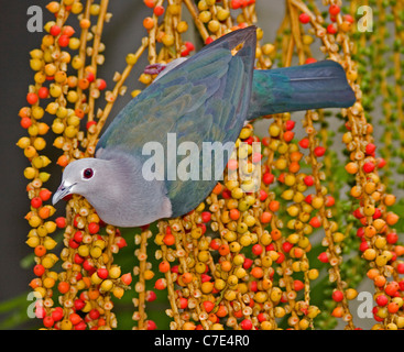 Imperial Taube Ducula Aenea Sri Lanka grün Stockfoto