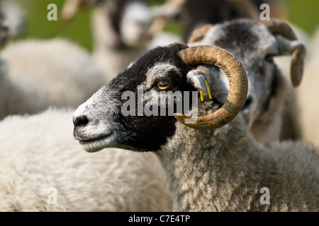 Swaledale Schafen Herde   Nahaufnahme Schafherde in Hawes, Cumbria, UK Stockfoto