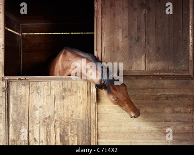 Englisches Vollblut Pferd im Stall bei Reitschule Stockfoto