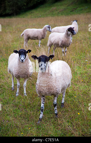 Beulah gesprenkelten Gesicht Schaf Schafe Stockfoto