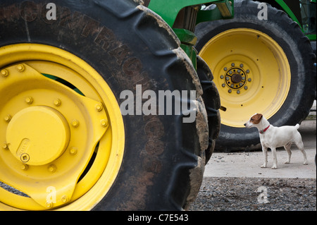 Jack Russell stehend zwischen zwei großen Traktorreifen auf einem Bauernhof Stockfoto