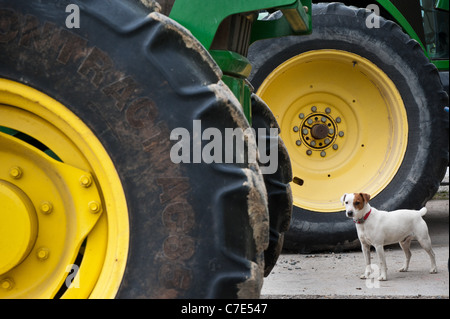 Jack Russell stehend zwischen zwei großen Traktorreifen auf einem Bauernhof Stockfoto