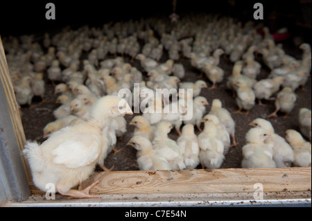 Küken, die Fütterung in einem Hühnerstall Stockfoto