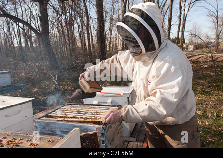 Imker, die Bienenstöcke inspizieren Stockfoto