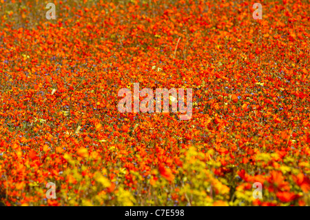 Blühendes Namaqualand Gänseblümchen und anderen Wildblumen in der Skilpad wilde Blume Reserve, Namakwaland, Südafrika Stockfoto