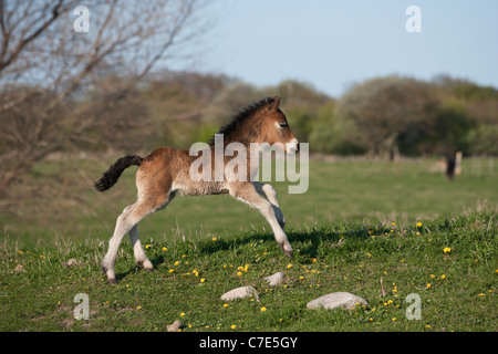 Wilde Wildpferd Tier Exmoor Pony Ponys frei Stockfoto