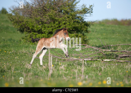 Wilde Wildpferd Tier Exmoor Pony Ponys frei Stockfoto