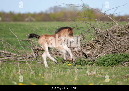 Wilde Wildpferd Tier Exmoor Pony Ponys frei Stockfoto