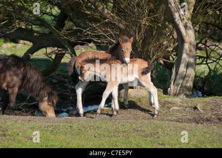 Wilde Wildpferd Tier Exmoor Pony Ponys frei Stockfoto