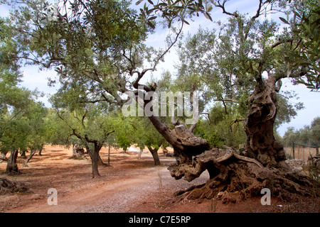 Alten mediterranen Olivenbäume aus Mallorca in Spanien Stockfoto