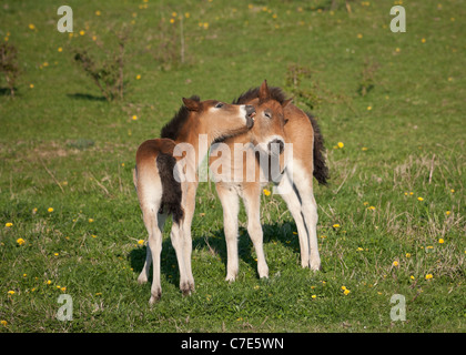 Wilde Wildpferd Tier Exmoor Pony Ponys frei Stockfoto