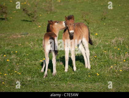 Wilde Wildpferd Tier Exmoor Pony Ponys frei Stockfoto