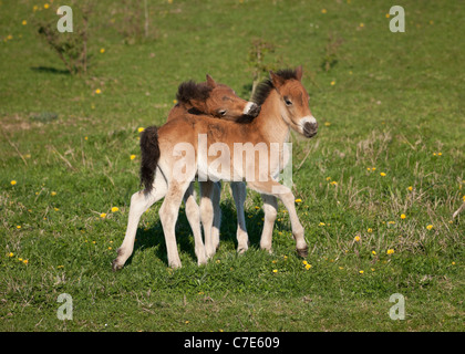 Wilde Wildpferd Tier Exmoor Pony Ponys frei Stockfoto