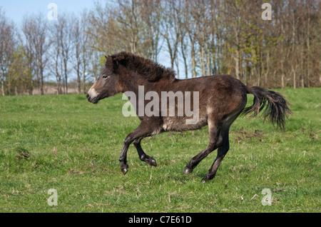 Wilde Wildpferd Tier Exmoor Pony Ponys frei Stockfoto