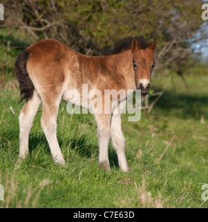 Wilde Wildpferd Tier Exmoor Pony Ponys frei Stockfoto