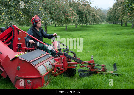 Selbstfahrende Cider Apple harvester Stockfoto