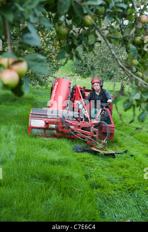 Selbstfahrende Cider Apple harvester Stockfoto