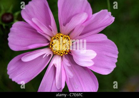 In der Nähe von Cosmos Bipinnatus ea Tanks' Mix Stockfoto