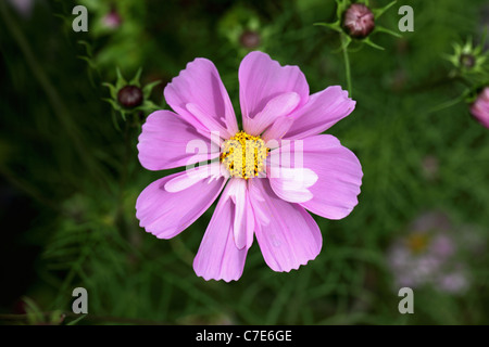 In der Nähe von Cosmos Bipinnatus ea Tanks' Mix Stockfoto