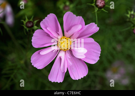 In der Nähe von Cosmos Bipinnatus ea Tanks' Mix Stockfoto