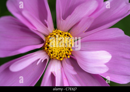 In der Nähe von Cosmos Bipinnatus ea Tanks' Mix Stockfoto