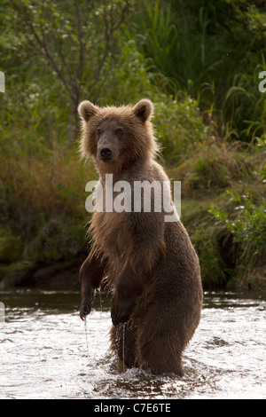 Brown Bear Cub, Ursus Arctos im Fluss stehend Stockfoto
