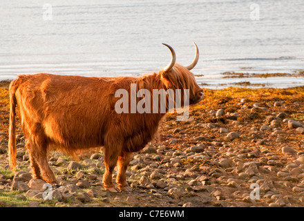 Highland Kuh am Ufer des Loch Lomond Stockfoto