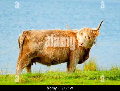 Eine Highland Kuh am Ufer des Loch Lomond Stockfoto