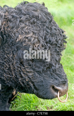 Belted Galloway Stier Stockfoto