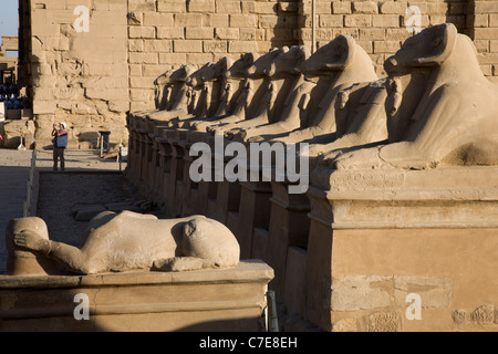Avenue des Arbeitsspeichers leitete Sphinxe in Karnak Tempel, Luxor Stockfoto