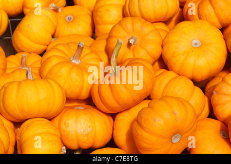 Kürbisse zum Verkauf auf dem Bauernhof stehen, Connecticut, USA Stockfoto