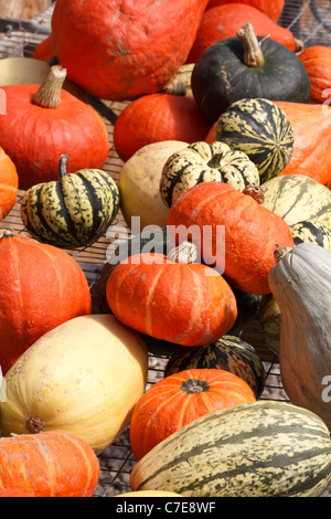 Dekorative Kürbisse zum Verkauf auf dem Bauernhof stehen, Connecticut, USA Stockfoto