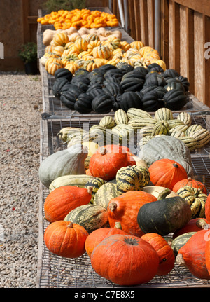 Dekorative Kürbisse zum Verkauf auf dem Bauernhof stehen, Connecticut, USA Stockfoto