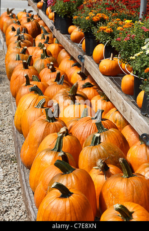 Kürbisse zum Verkauf auf dem Bauernhof stehen, Connecticut, USA Stockfoto