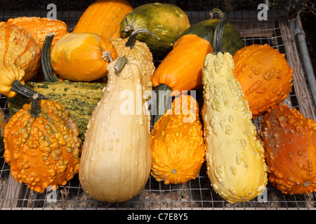 Dekorative Kürbisse zum Verkauf auf dem Bauernhof stehen, Connecticut, USA Stockfoto