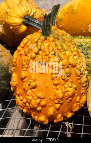 Dekorative Kürbisse zum Verkauf auf dem Bauernhof stehen, Connecticut, USA Stockfoto