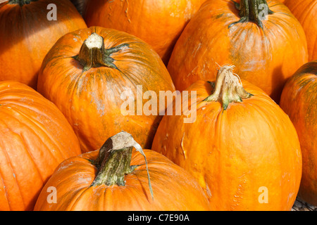 Kürbisse zum Verkauf auf dem Bauernhof stehen, Connecticut, USA Stockfoto