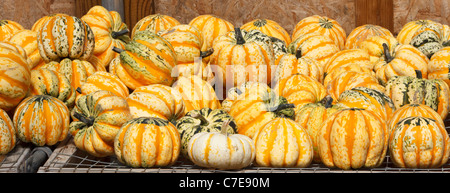 Kürbisse zum Verkauf auf dem Bauernhof stehen, Connecticut, USA Stockfoto