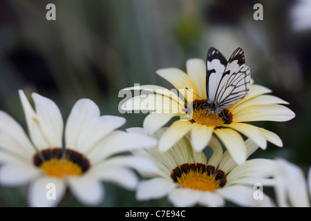 Schwarz / weiß Schmetterling auf eine weiße Gänseblümchen, Venidium Blume. Stockfoto