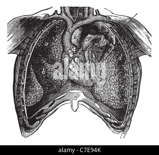 Brusthöhle des Mannes, zuvor geöffnet und zeigt die inneren Organe, Vintage Illustration eingraviert. Stockfoto