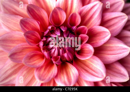 Dahlie, detailliertes Bild der Pflanzen Blumen Stockfoto