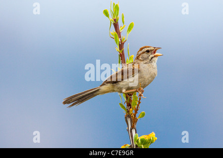 Rufous-winged Sparrow Aimophila Carpalis Santa Rita Mountains, Santa Cruz County, Arizona, Vereinigte Staaten von Amerika Stockfoto