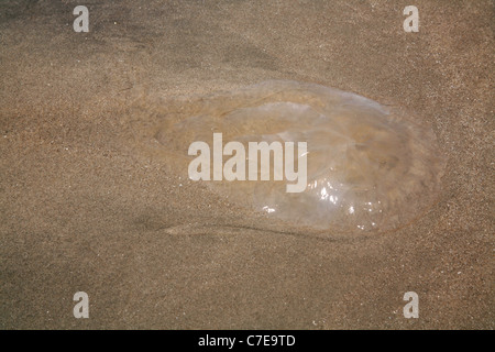 Ebbe in einem leeren Strand links einer Qualle im Sand. Stockfoto