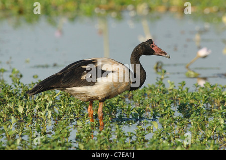 Magpie Goose (Anseranas Semipalmata) in Kakadu National Park, Australien Stockfoto