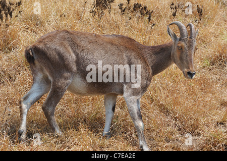 Seltene Nilgiri Tahr (Hemitragus Hylocrius) Bergziege in den Western Ghats, Südindien. Stockfoto