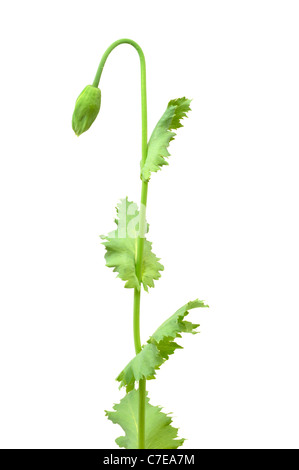 Knospe der Mohnblume isoliert auf weißem Hintergrund - wachsen - Studioaufnahme Stockfoto
