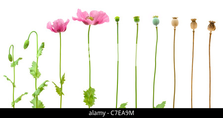 Entwicklung der Schlafmohn Blume isoliert auf weißem Hintergrund - Wachstum-Stadion Stockfoto